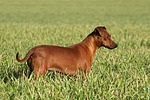 hundefotos zwergpinscher