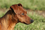 hundefotos zwergpinscher