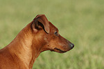 hundefotos zwergpinscher
