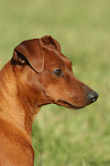 hundefotos zwergpinscher