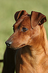 hundefotos zwergpinscher