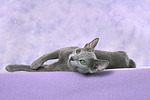 katzenfotos russisch_blau