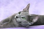 katzenfotos russisch_blau