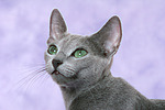 katzenfotos russisch_blau