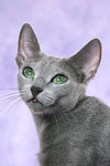 katzenfotos russisch_blau