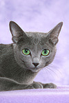 katzenfotos russisch_blau