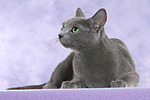 katzenfotos russisch_blau