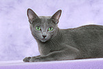 katzenfotos russisch_blau
