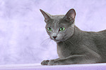 katzenfotos russisch_blau