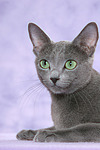katzenfotos russisch_blau
