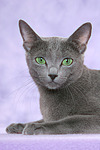 katzenfotos russisch_blau