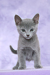 katzenfotos russisch_blau