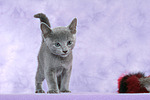 katzenfotos russisch_blau