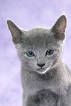 katzenfotos russisch_blau