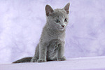 katzenfotos russisch_blau