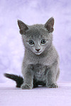 katzenfotos russisch_blau