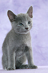 katzenfotos russisch_blau