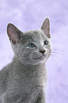 katzenfotos russisch_blau