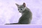 katzenfotos russisch_blau