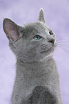 katzenfotos russisch_blau