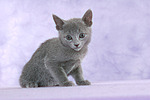 katzenfotos russisch_blau