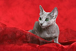 katzenfotos russisch_blau