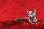 katzenfotos russisch_blau