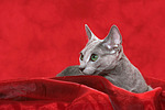 katzenfotos russisch_blau