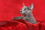 katzenfotos russisch_blau