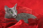 katzenfotos russisch_blau