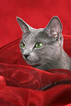 katzenfotos russisch_blau