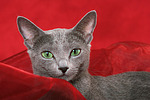 katzenfotos russisch_blau