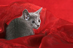 katzenfotos russisch_blau