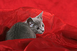 katzenfotos russisch_blau