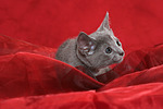 katzenfotos russisch_blau