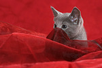 katzenfotos russisch_blau