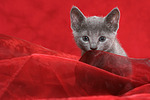 katzenfotos russisch_blau