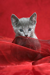 katzenfotos russisch_blau
