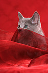 katzenfotos russisch_blau