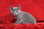 katzenfotos russisch_blau