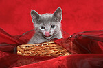 katzenfotos russisch_blau