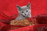 katzenfotos russisch_blau