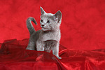 katzenfotos russisch_blau