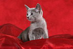 katzenfotos russisch_blau