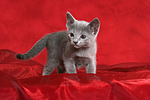 katzenfotos russisch_blau
