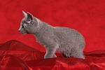katzenfotos russisch_blau