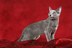 katzenfotos russisch_blau