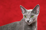 katzenfotos russisch_blau