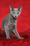 katzenfotos russisch_blau