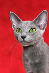 katzenfotos russisch_blau